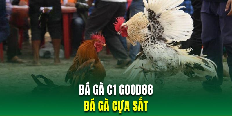 Chọi kê cựa sắt là loại hình đá gà C1 đỉnh nhất tại Good88