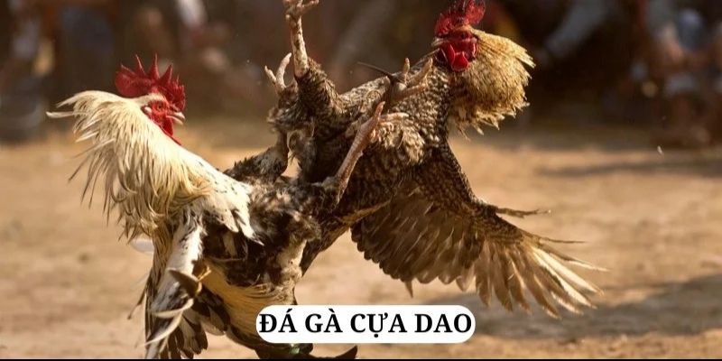 Đá gà cựa dao mang đến cơ hội thắng lớn 