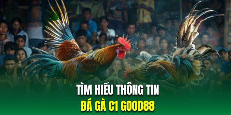 Tìm hiểu thông tin về đá gà C1 tại Good88